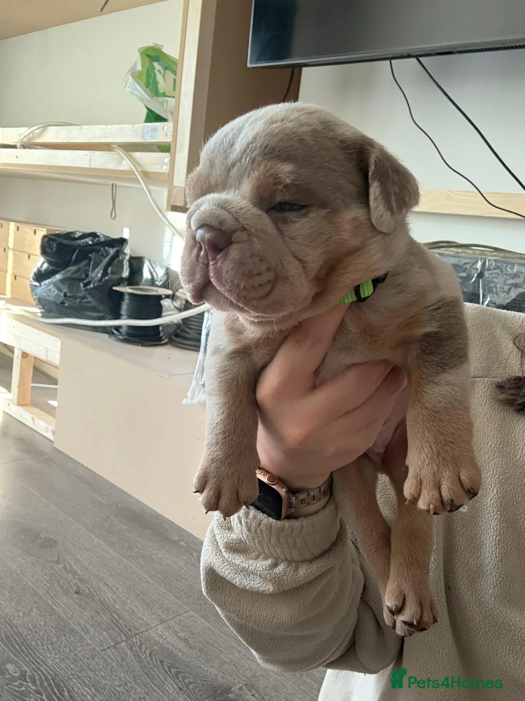 English Bulldog dogs for sale: Bulldog Puppies Champion bloodlines - Advert 12
