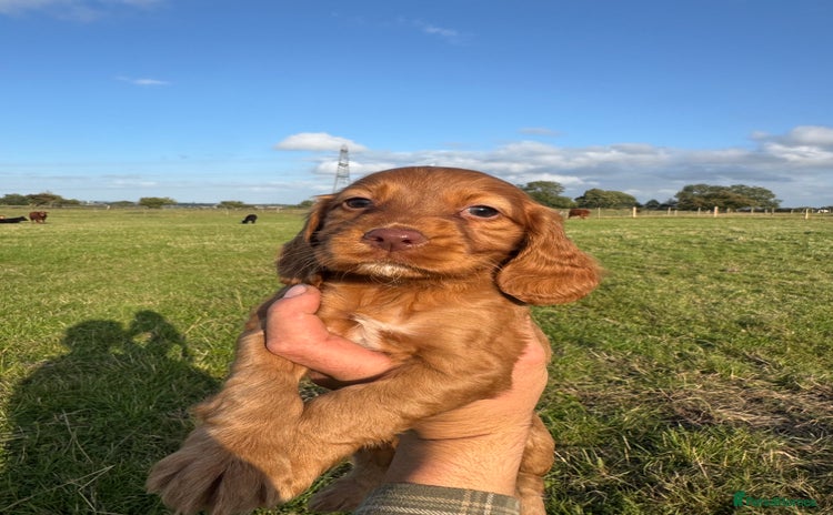 Cocker Spaniel dogs - Advert 1