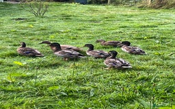 Ducks poultry for sale: Drakes  - Image 1