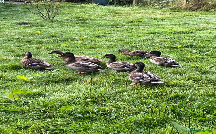 Ducks poultry - Advert 1