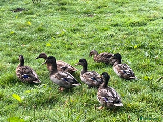 Ducks poultry - Advert 17