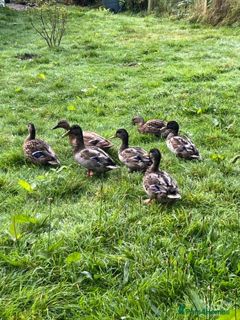 Ducks poultry - Advert 2