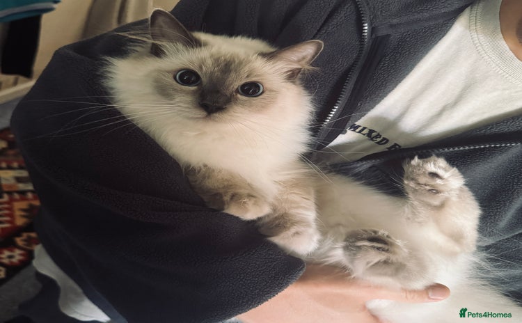 Ragdoll cats - Advert 3