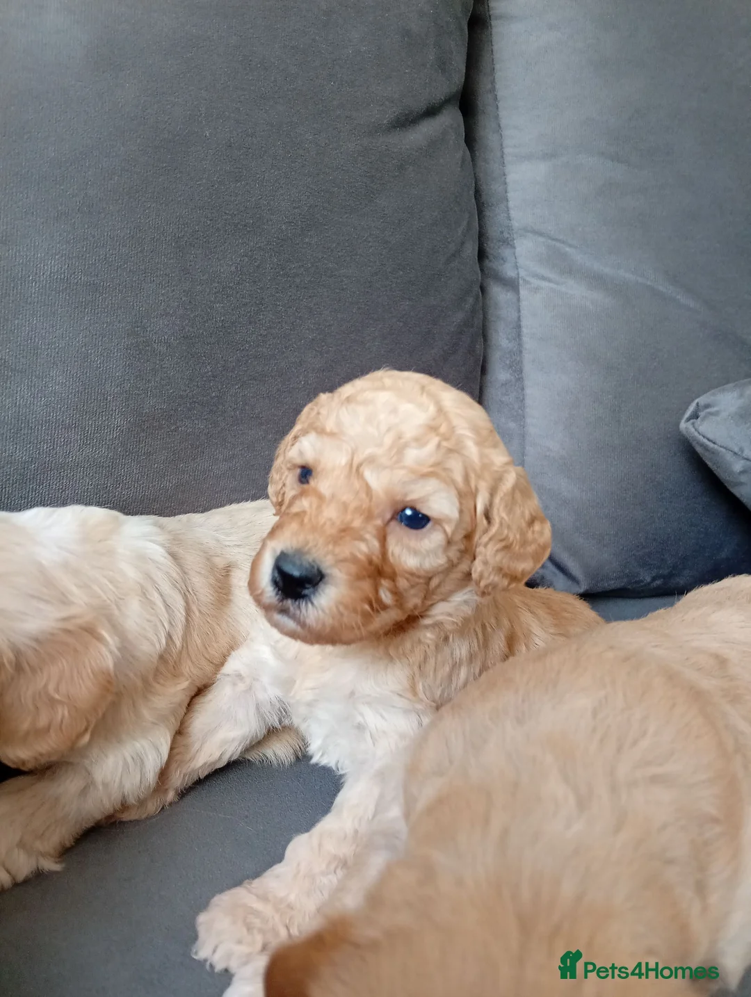 Cockapoo dogs for sale: P,r,a clear cockapoo f1 - Advert 1