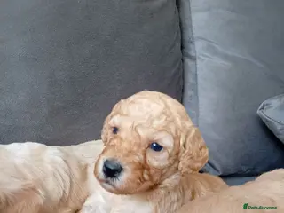 Cockapoo dogs P,r,a clear cockapoo f1 - Advert 5