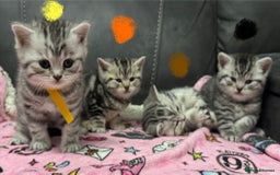 British Shorthair cats for sale: GCCF Reg BSH Silver Tabby & Spotted kittens - Advert 5