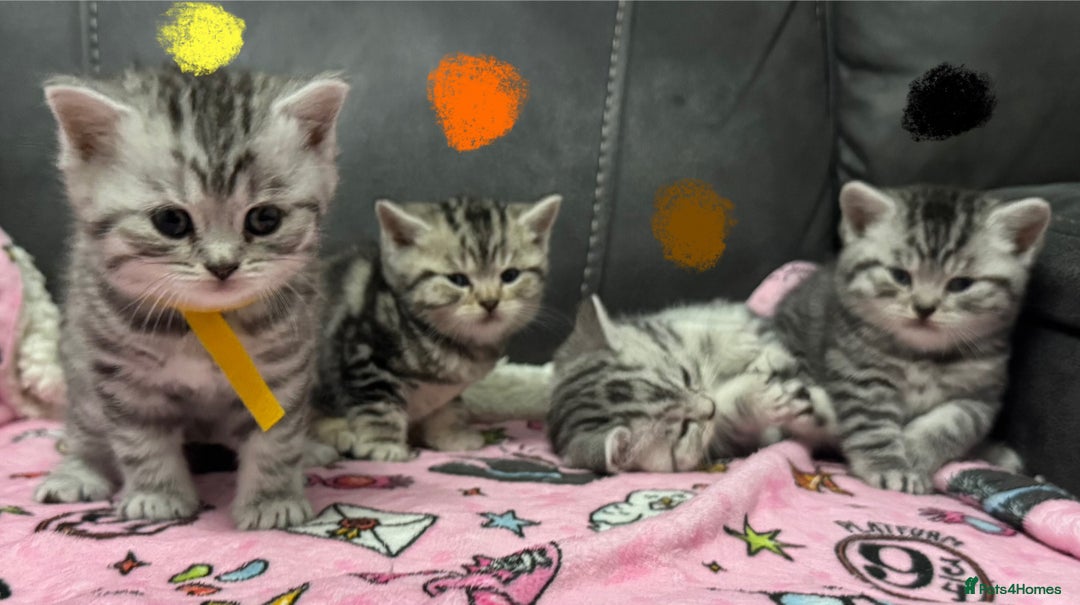 British Shorthair cats for sale: GCCF Reg BSH Silver Tabby & Spotted kittens - Advert 5