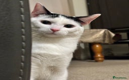 Domestic Shorthair cats for sale: Kitten for sale - Image 4
