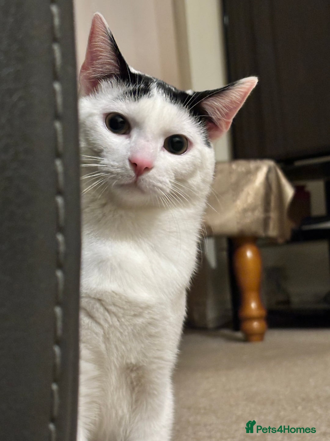 Domestic Shorthair cats for sale: Kitten for sale - Image 4