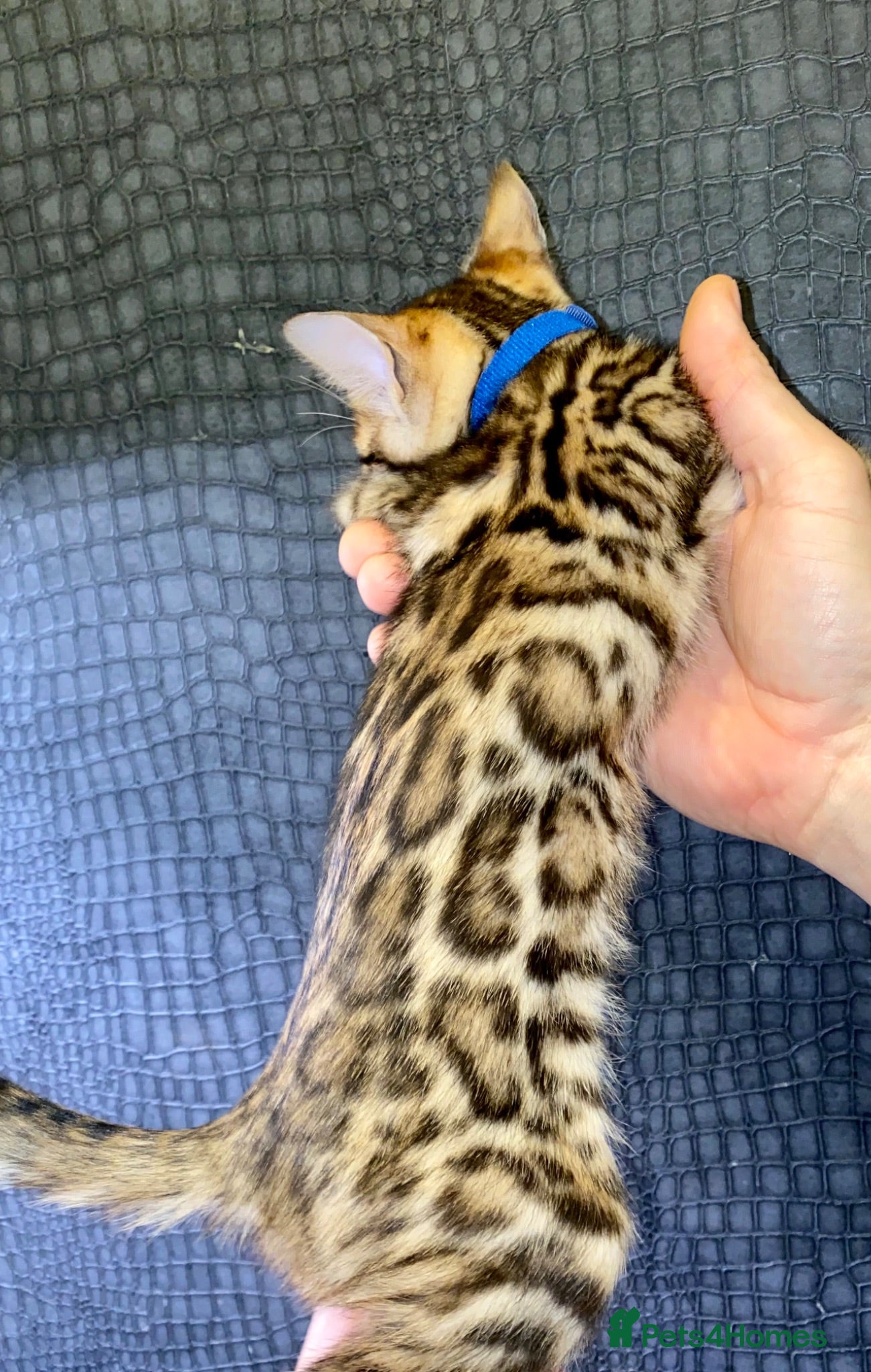 Bengal cats Top quality bengals kittens available now - Advert 1