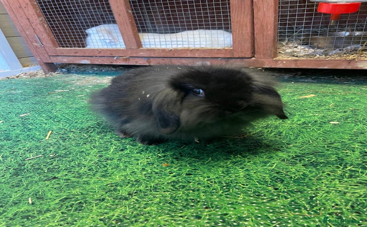 Dwarf Lop rabbits - Advert 2