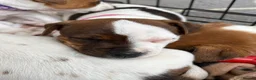 Jack Russell dogs for sale: KC Registered Jack Russell Puppies - Advert 14