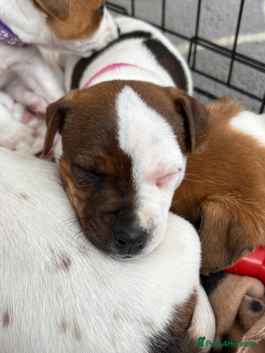 Jack Russell dogs for sale: KC Registered Jack Russell Puppies - Advert 14