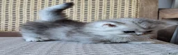 Munchkin cats for sale: Exceptional Quality & Extremely Rare Minuets - Advert 30