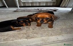 Miniature Dachshund dogs for sale: Miniature dachshunds - Image 4