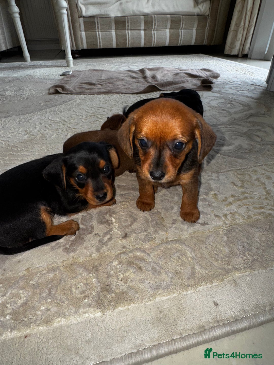 Miniature Dachshund dogs for sale: Miniature dachshunds - Image 4