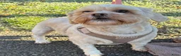 Shihpoo dogs for sale: Nearly 4 year old Shihpoo Lola.  - Advert 1