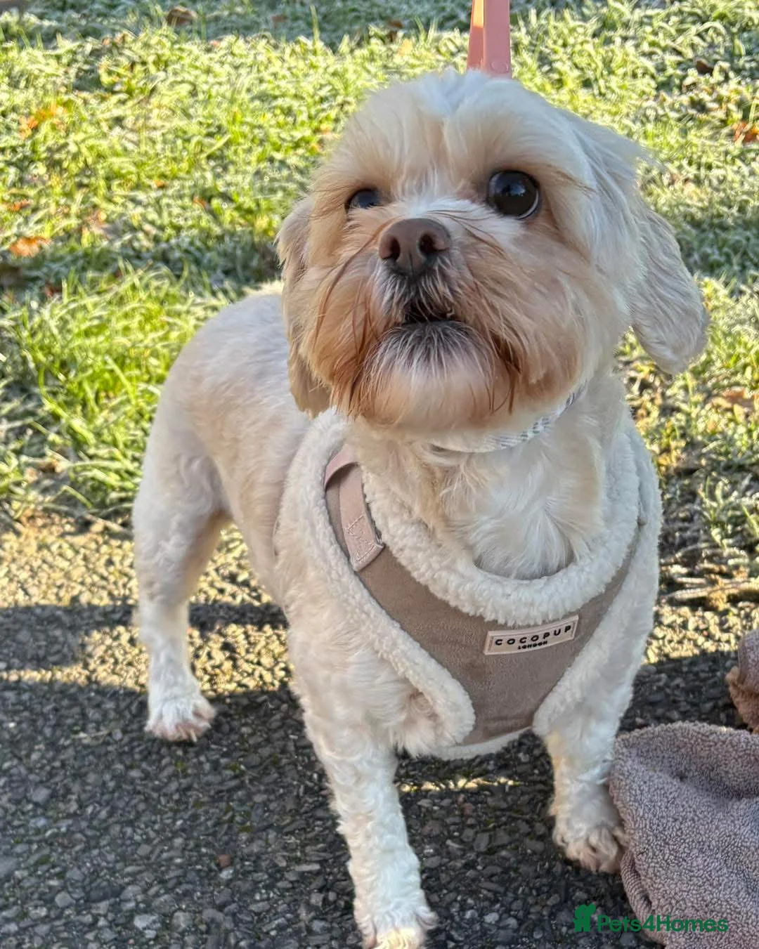 Shihpoo dogs for sale: Nearly 4 year old Shihpoo Lola.  - Advert 1