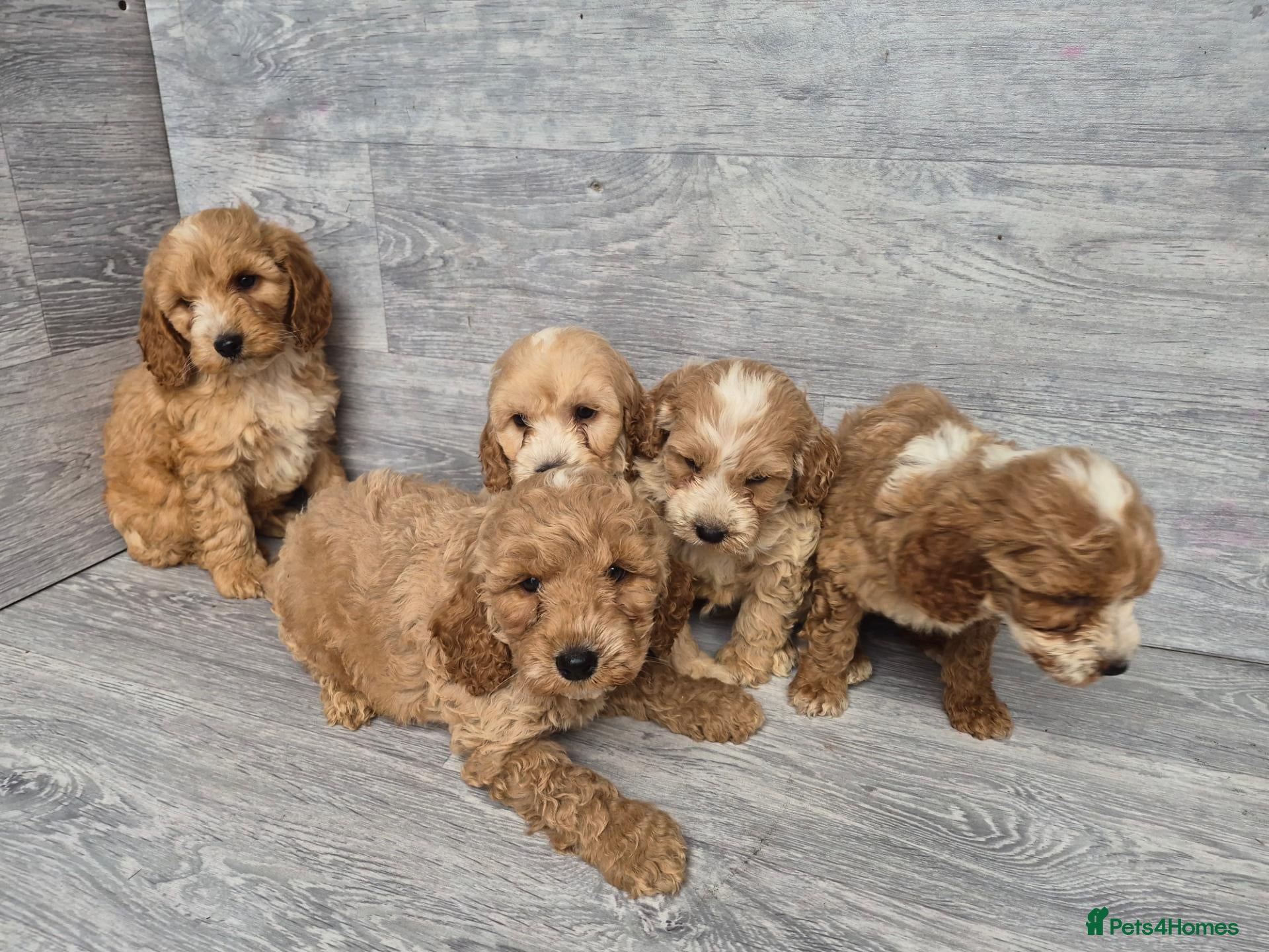 Cockapoo dogs Stunning red F1 cockapoo boys and girls READY NOW - Advert 2