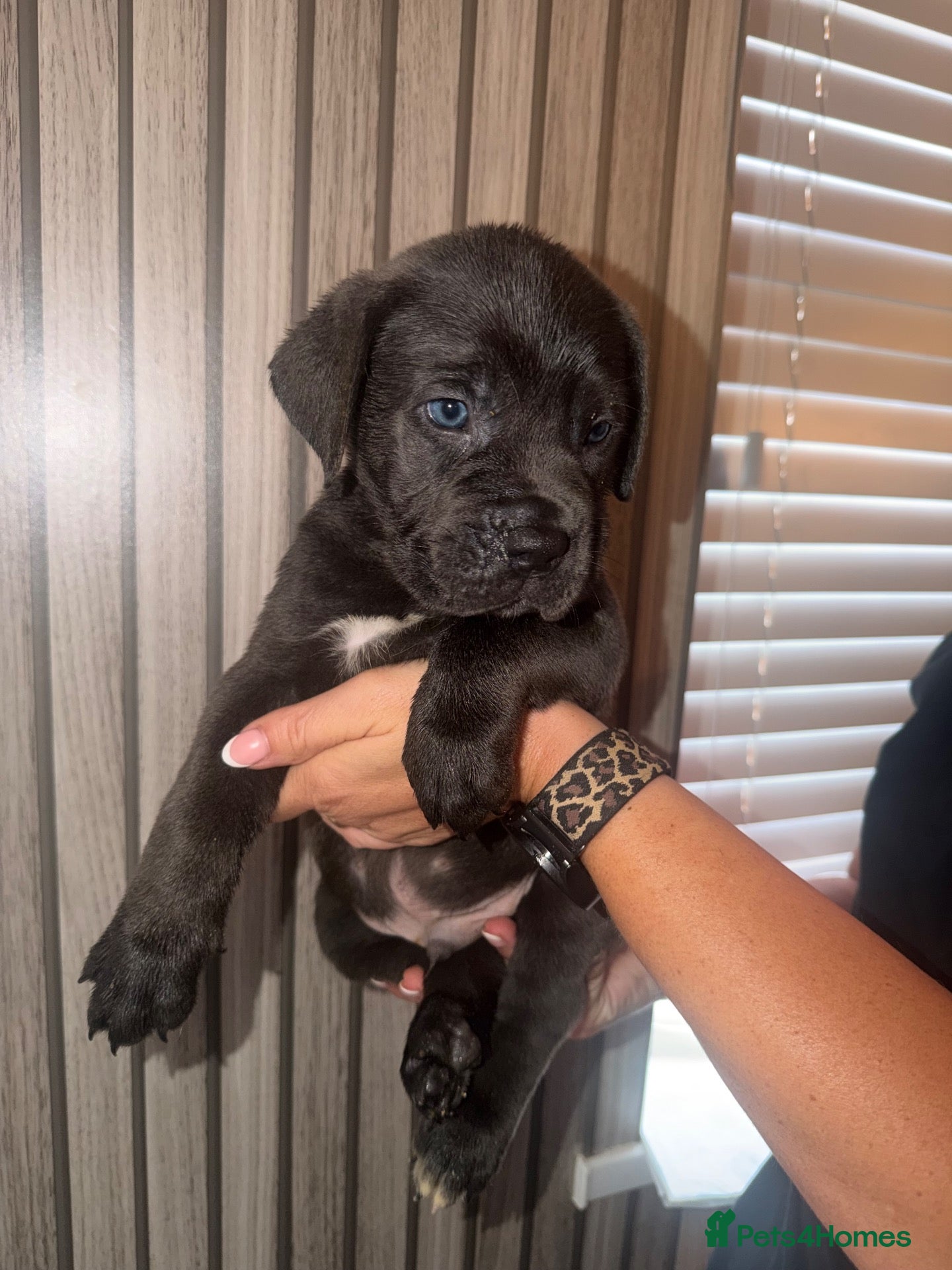 Cane Corso dogs Cane corso puppies  - Advert 6