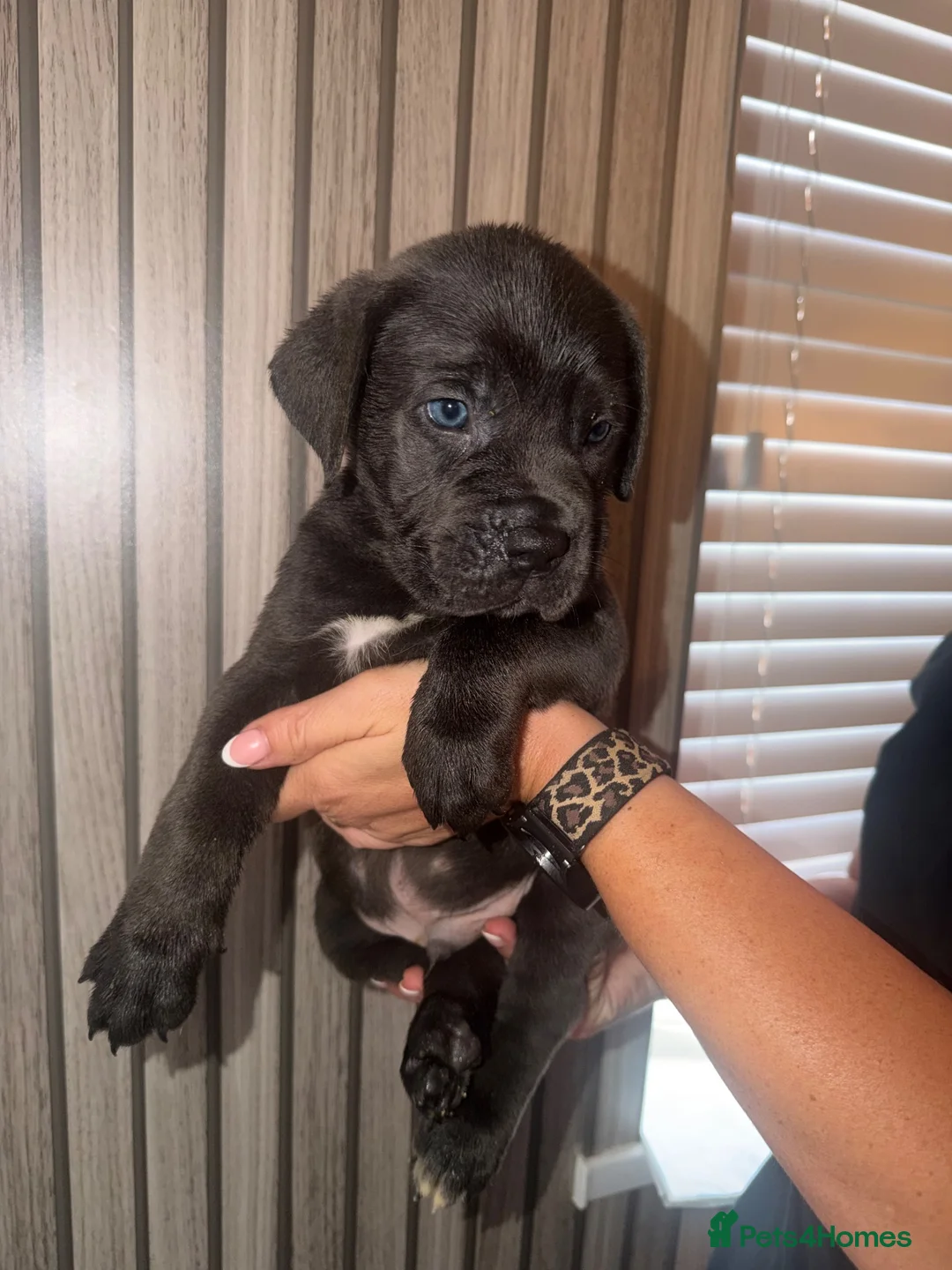 Cane Corso dogs for sale: Cane corso puppies  - Advert 1