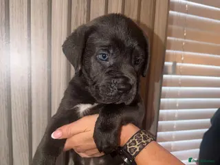 Cane Corso dogs Cane corso puppies - Advert 2