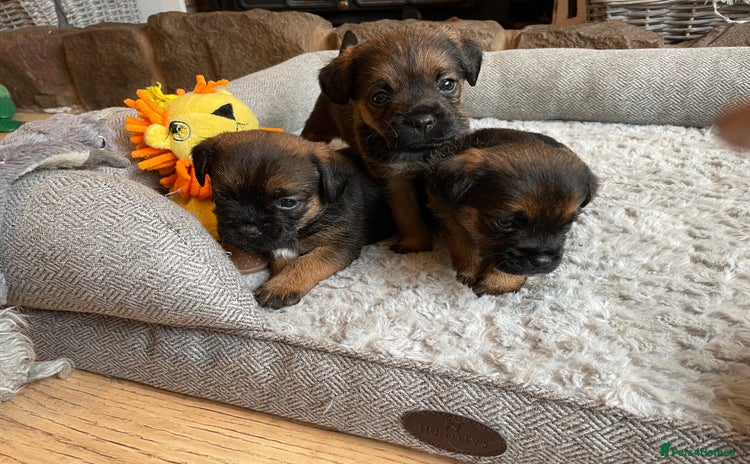 Border Terrier dogs - Advert 3