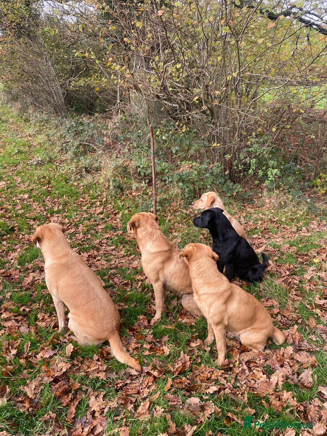 Labrador Retriever dogs for stud: Proven Stud, Fully Health Tested.  . in Tonbridge - Image 9