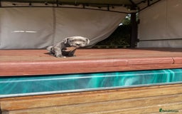 Staffordshire Bull Terrier dogs for sale: Blue Staffordshire puppies  - Image 9
