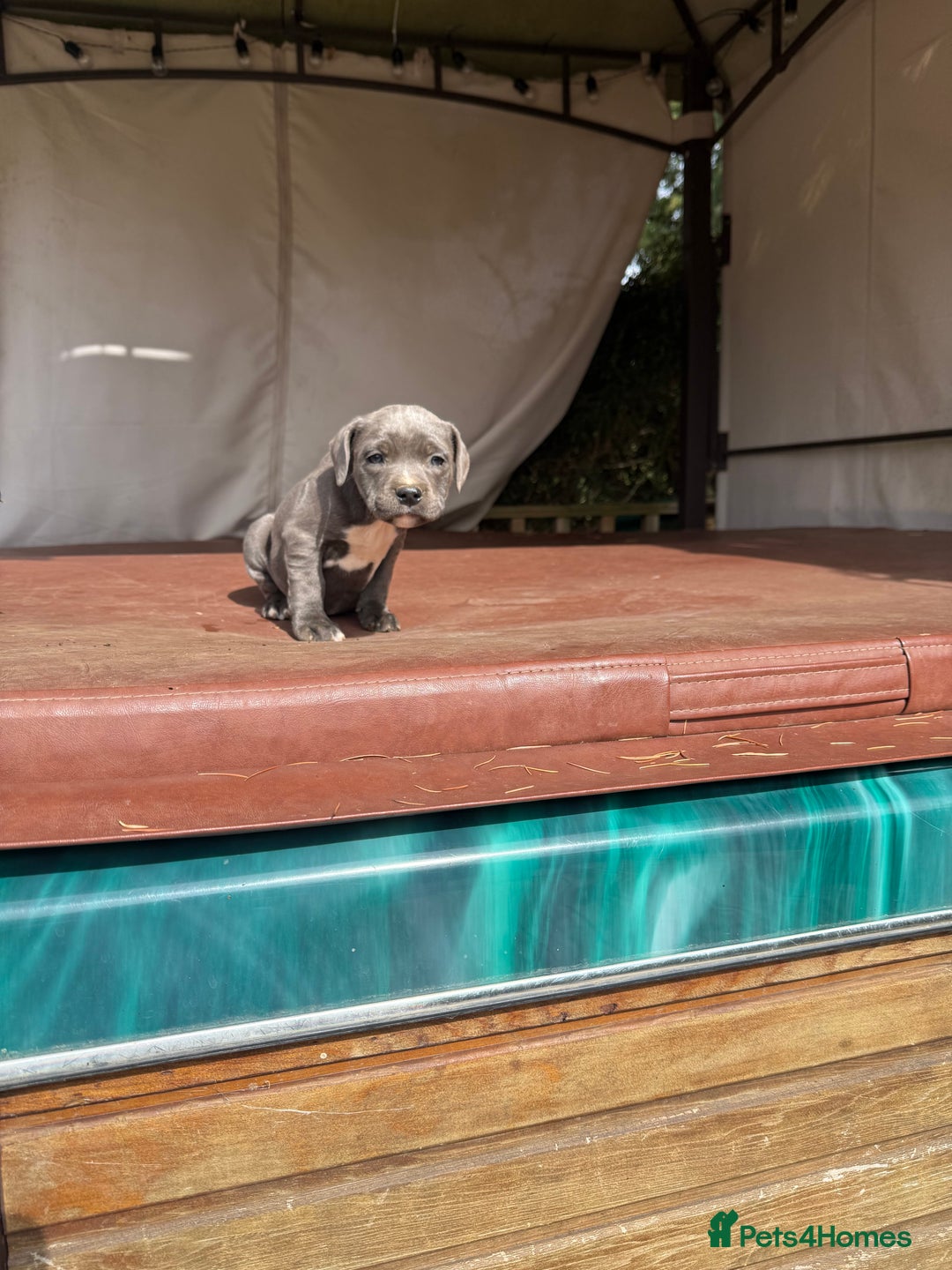 Staffordshire Bull Terrier dogs for sale: Blue Staffordshire puppies  - Image 9