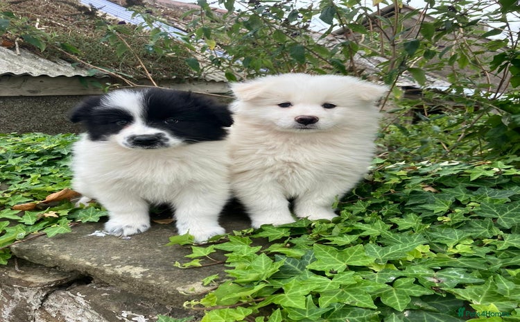 Samoyed dogs - Advert 1