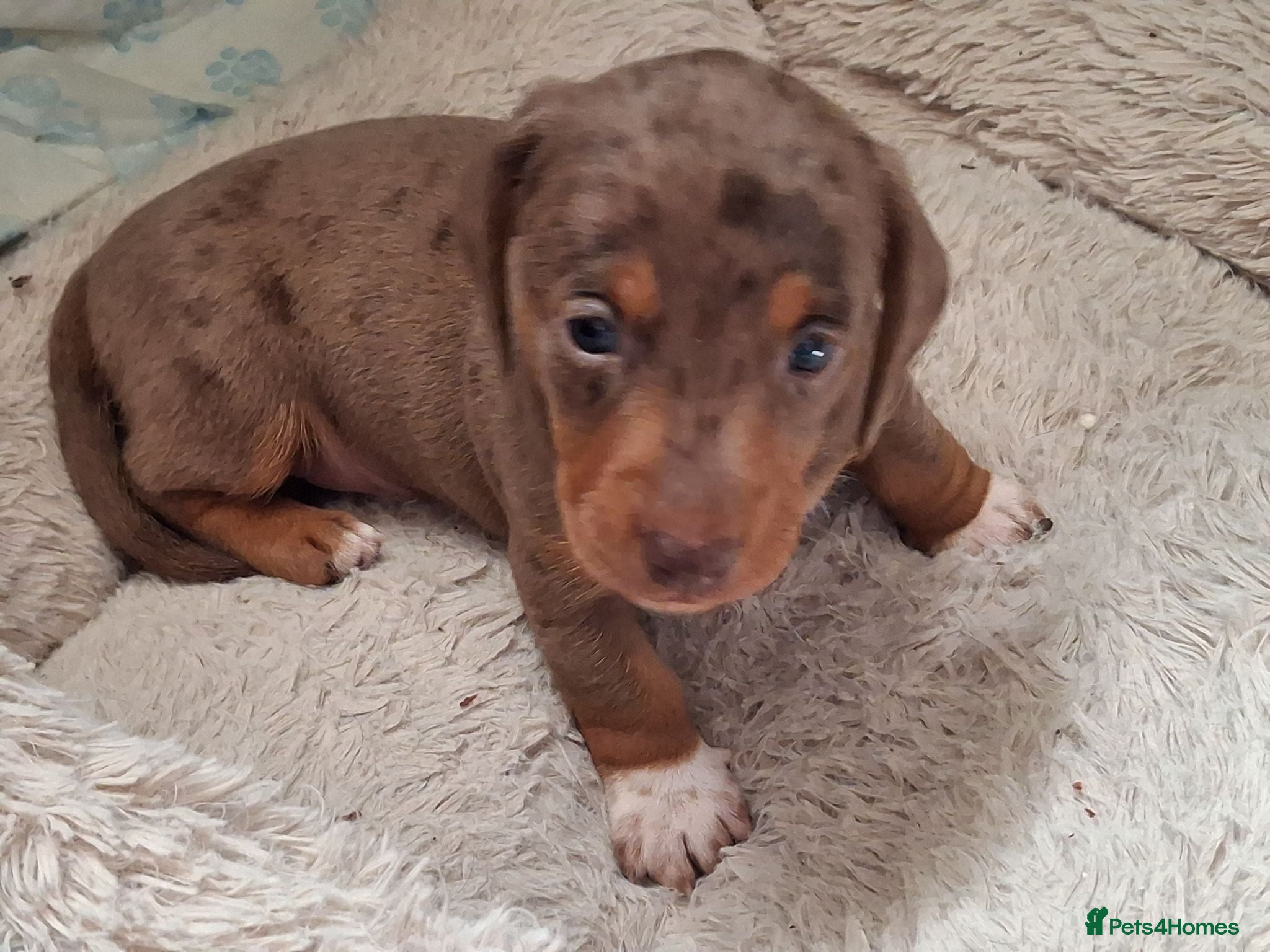 Miniature Dachshund dogs 2choc dapple boys available - Advert 17