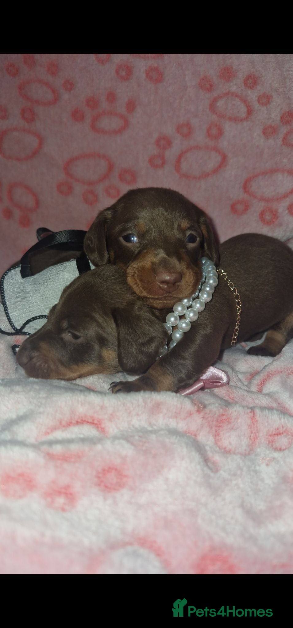 Miniature Dachshund dogs Miniature dachshunds  - Advert 13