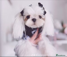 Maltese dogs - Advert 2