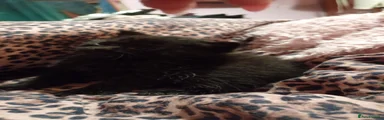 Maine Coon Kitten 1