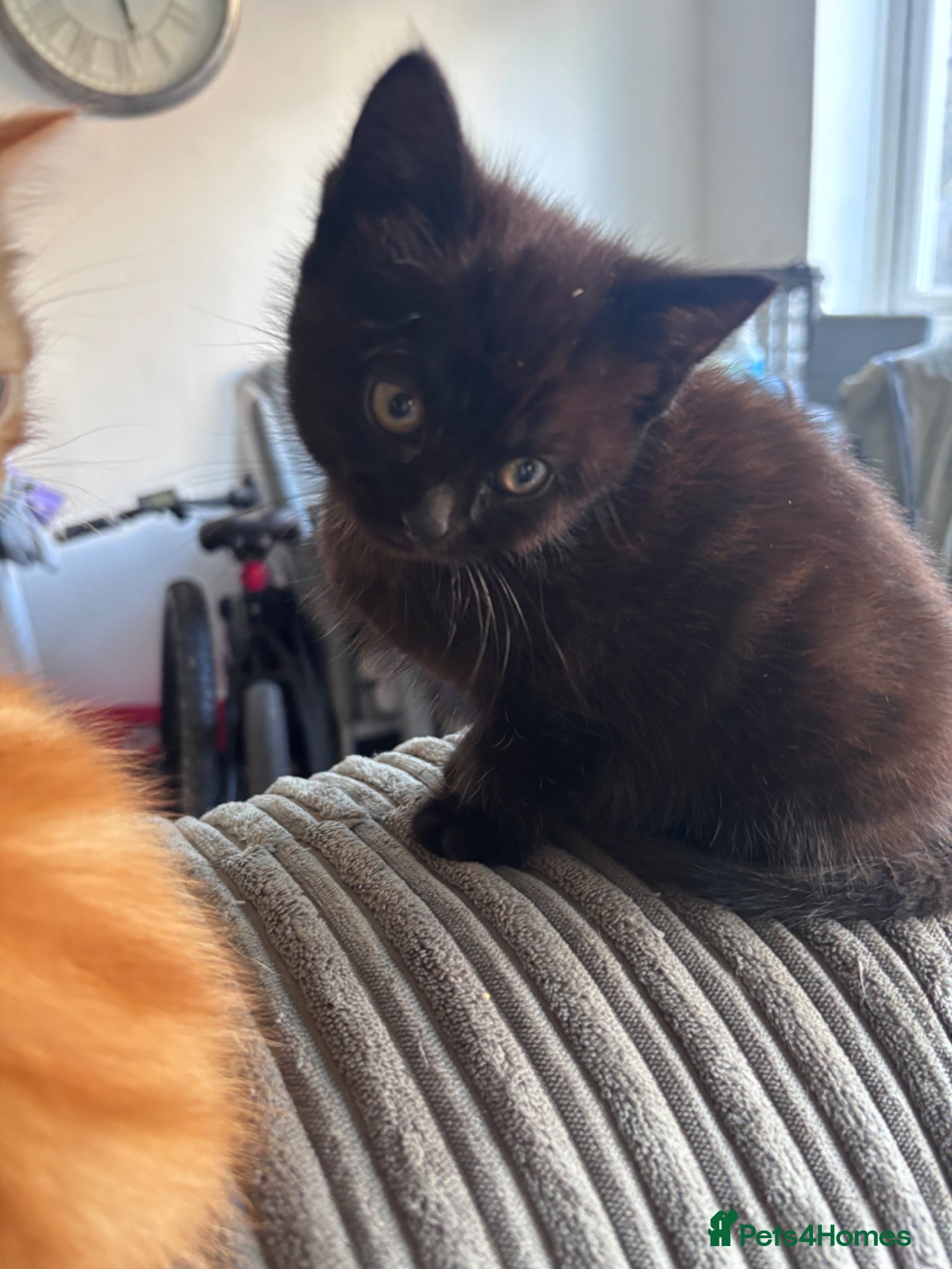 Mixed Breed cats Tortishell queen has had kittens!  - Advert 22