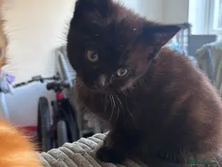 Mixed Breed cats Tortishell queen has had kittens! - Advert 22