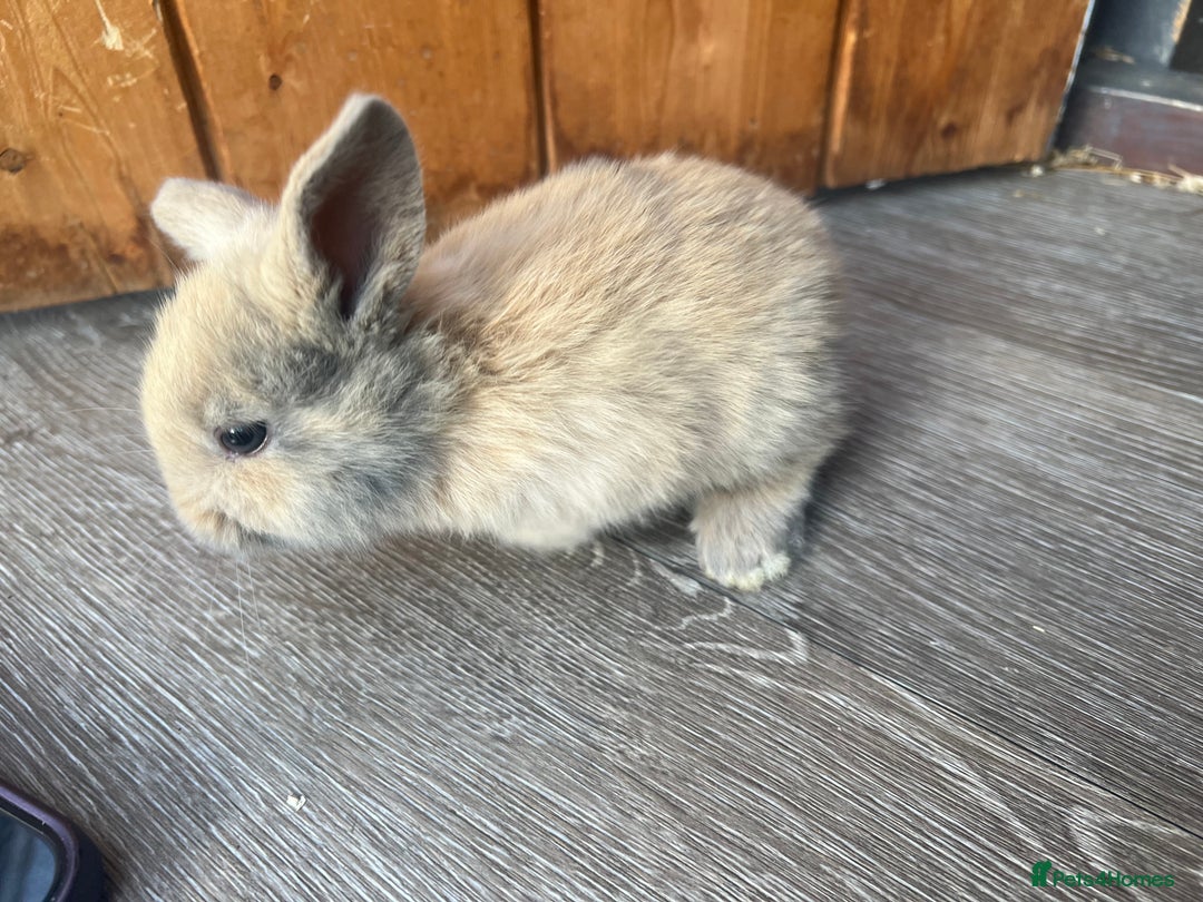 Mini Lop rabbits for sale: Mini lop  - Image 5