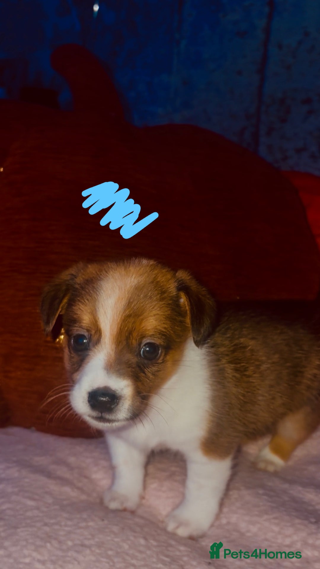 Jack Russell dogs for sale: Jack Russell  - Image 4