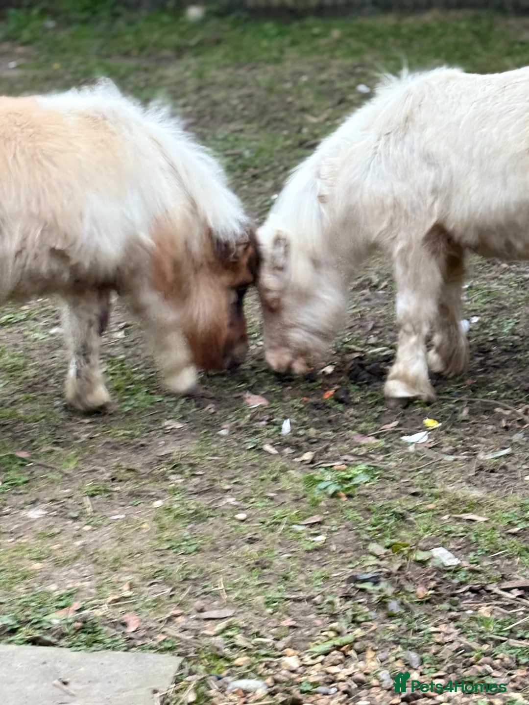 Dartmoor horses for sale: Two mini Shetlands  - Advert 9