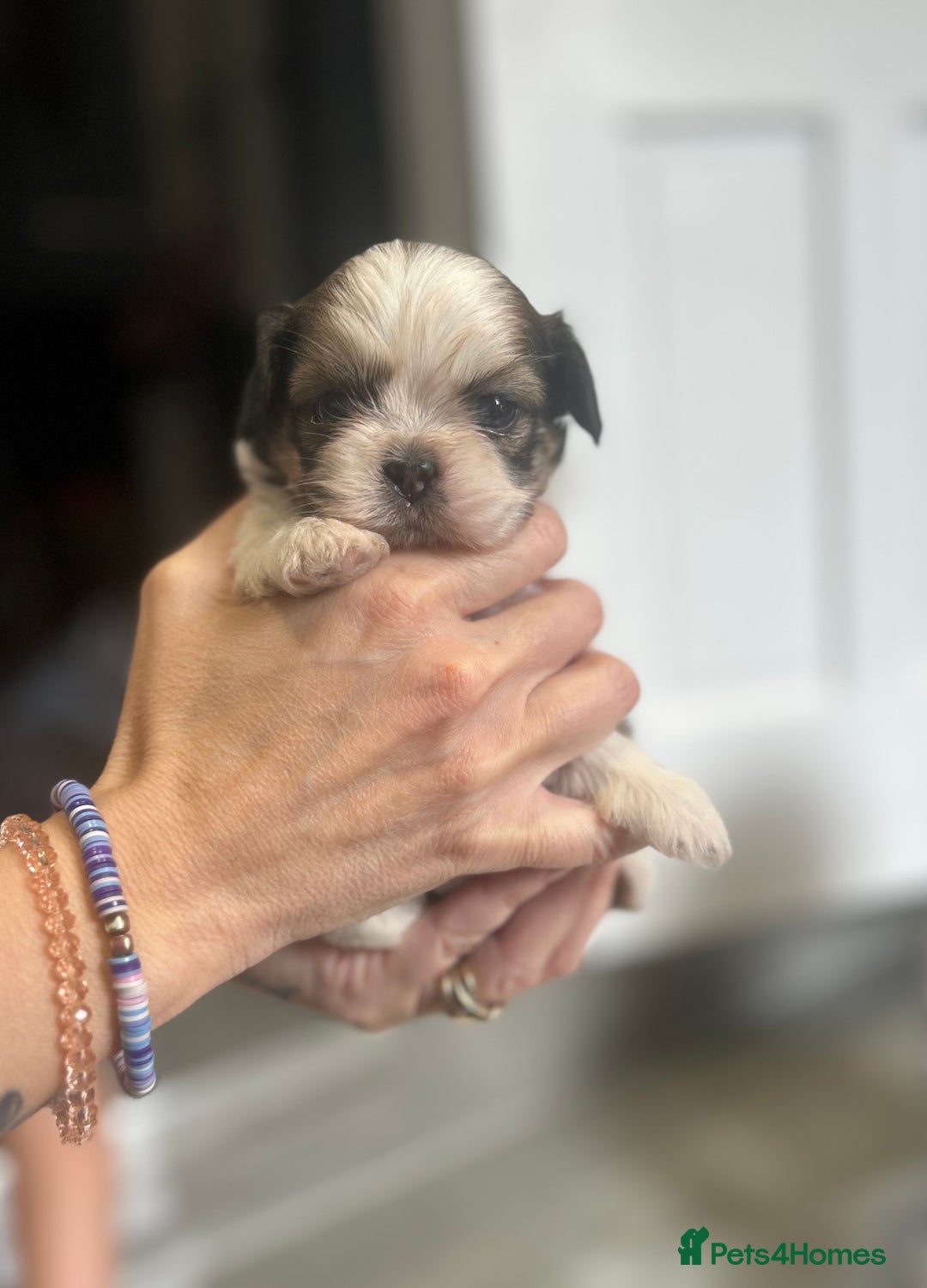 Shih Tzu dogs for sale: Beautiful litter of Shih tzu puppy’s  - Image 6