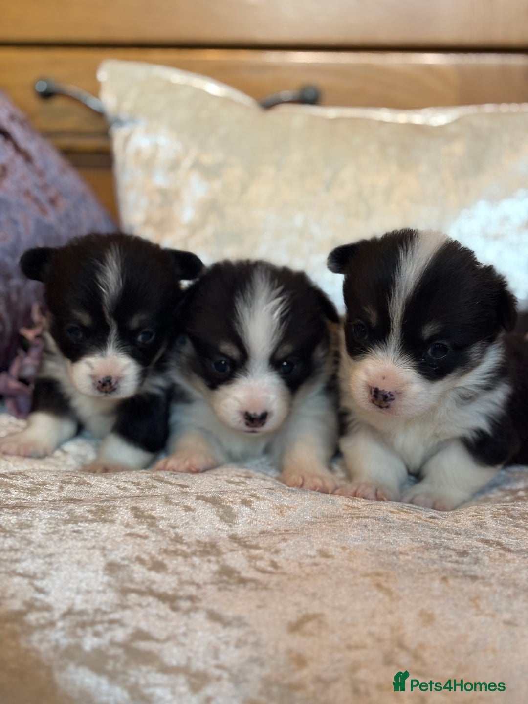Welsh Corgi Pembroke dogs for sale: Pedigree, health tested parents, licensed breeder - Image 7