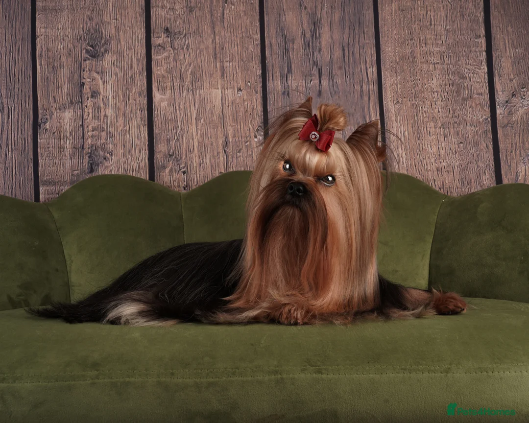 Yorkshire Terrier dogs for stud: Miniature Show boy  1,8 kg !  in Camberley - Advert 4