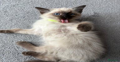 Ragdoll cats - Advert 11