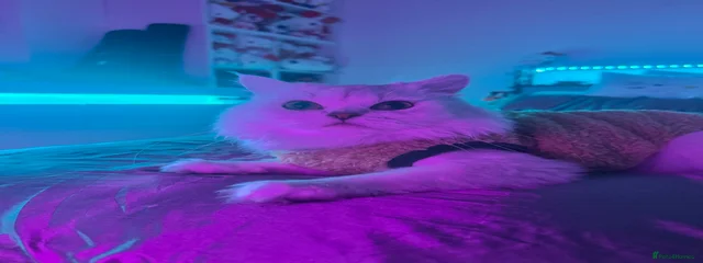 Kuki