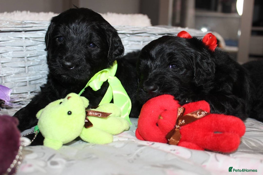 Goldendoodle dogs for sale: F1 Goldendoodle black Puppies - Advert 5