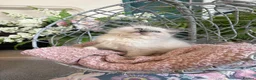 Ragdoll cats for sale: TICA & GCCF pedigree ragdoll kittens - Advert 3