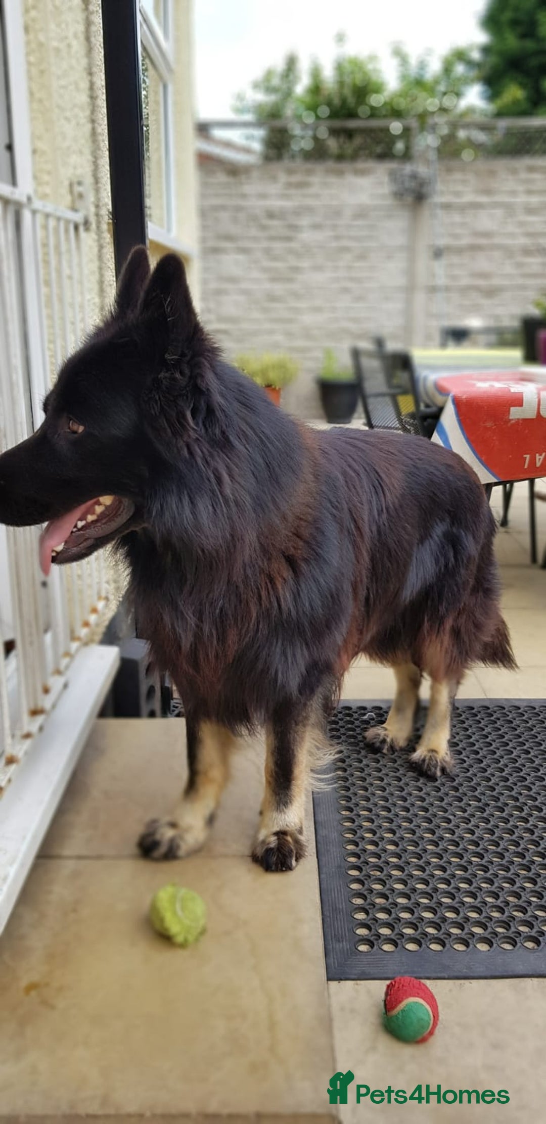 German Shepherd dogs for stud: Zeus  in Wolverhampton - Image 6