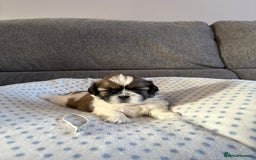 Shih Tzu dogs for sale: Shih tzu puppies - Image 6