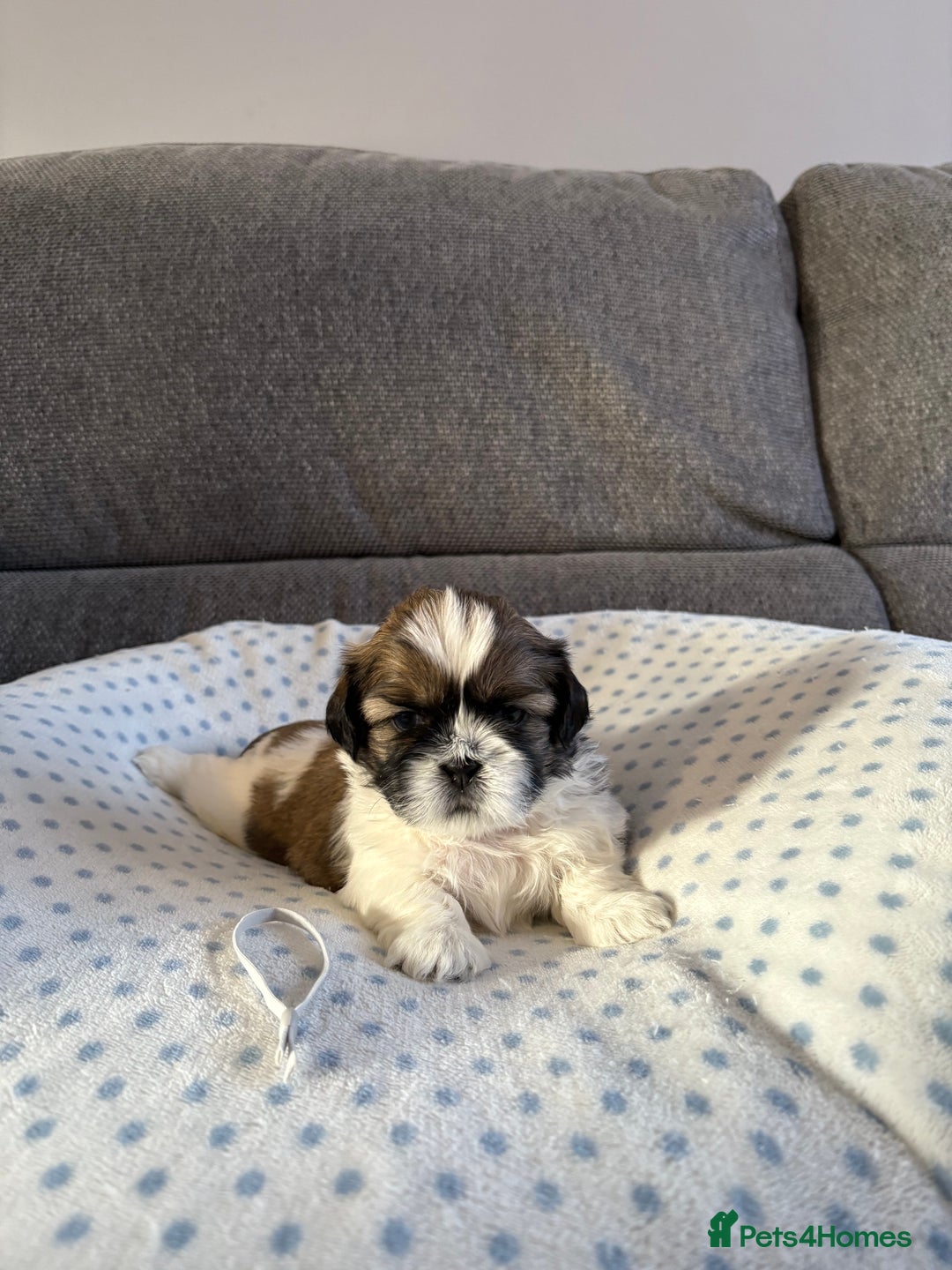 Shih Tzu dogs for sale: Shih tzu puppies - Image 6